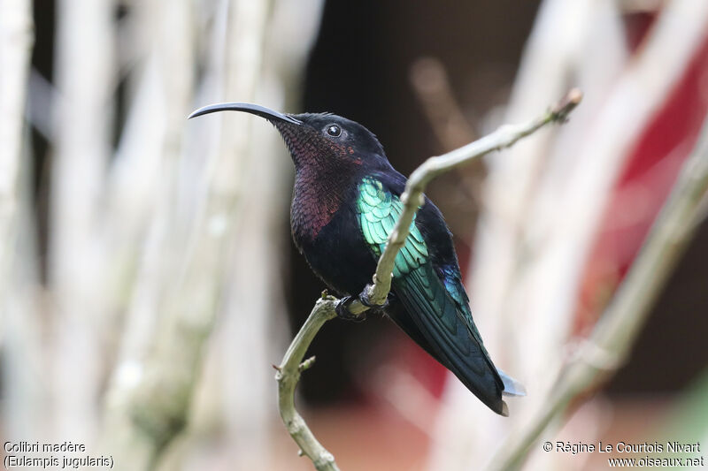 Purple-throated Carib