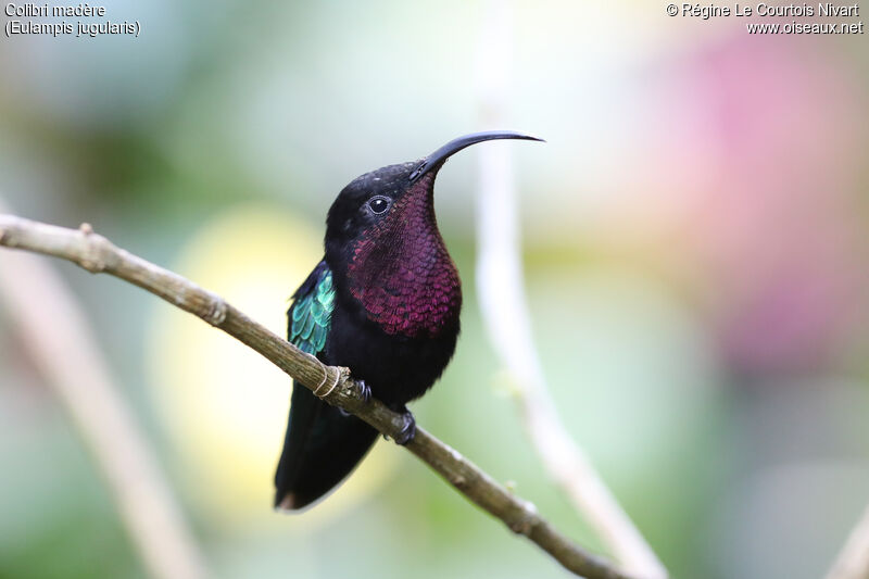 Purple-throated Carib