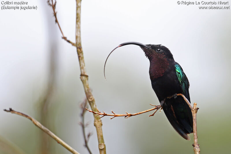 Purple-throated Carib