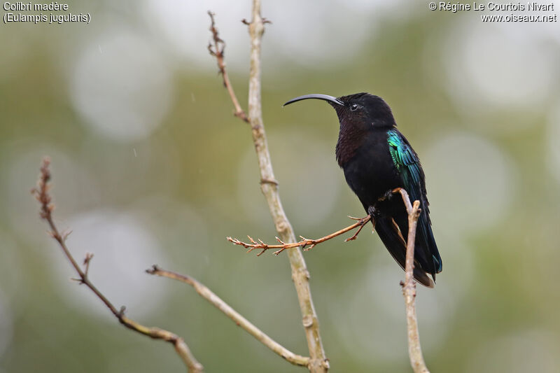 Colibri madère