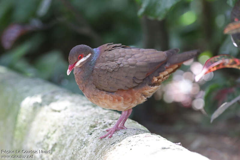 Bridled Quail-Doveadult, identification