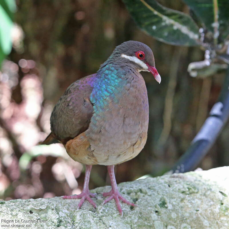 Bridled Quail-Doveadult, habitat, pigmentation