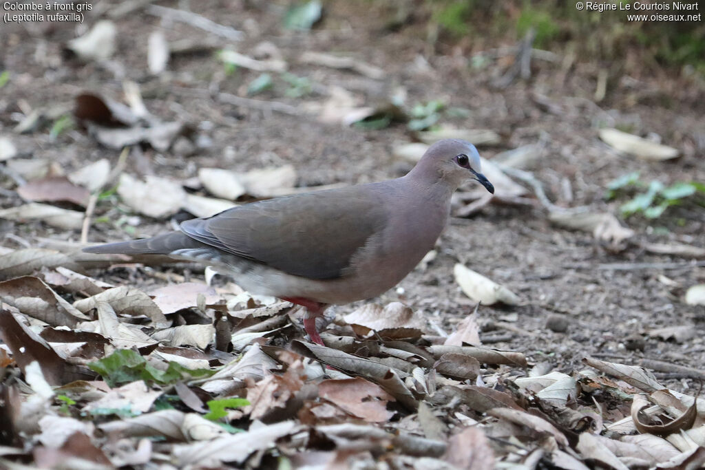 Colombe à front gris