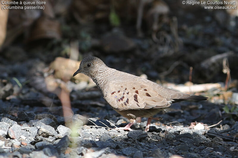 Common Ground Dove