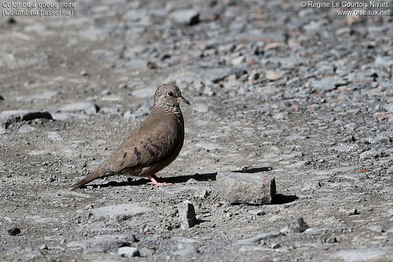 Common Ground Dove