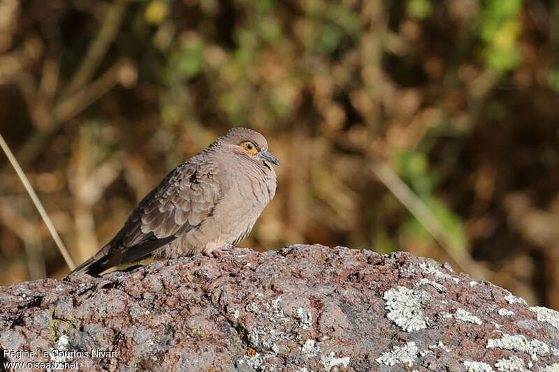 Bare-faced Ground Doveimmature