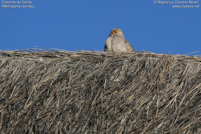 Bare-faced Ground Dove