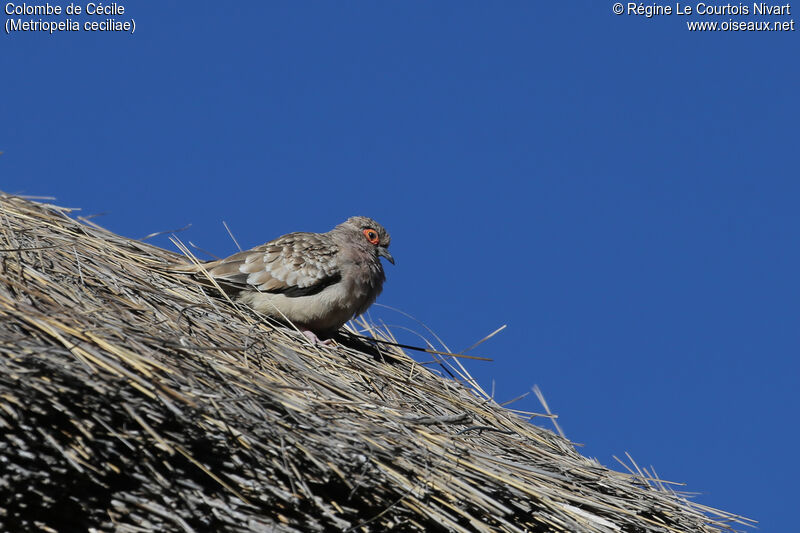 Bare-faced Ground Dove