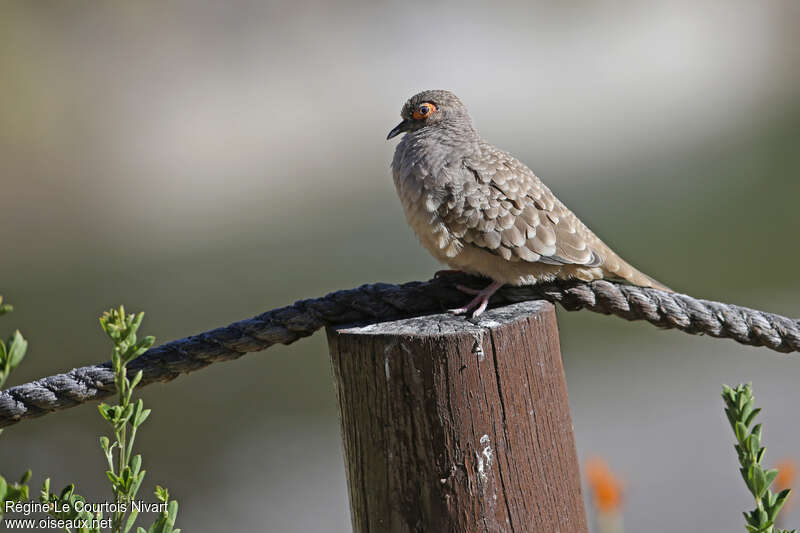 Bare-faced Ground Dove, identification