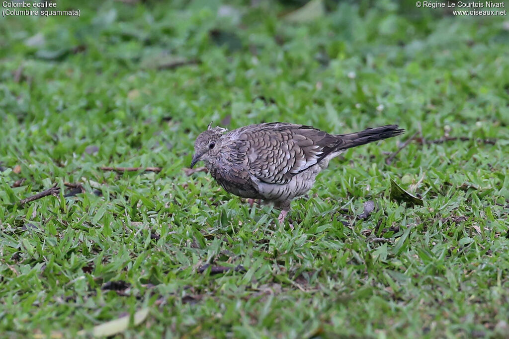 Colombe écaillée
