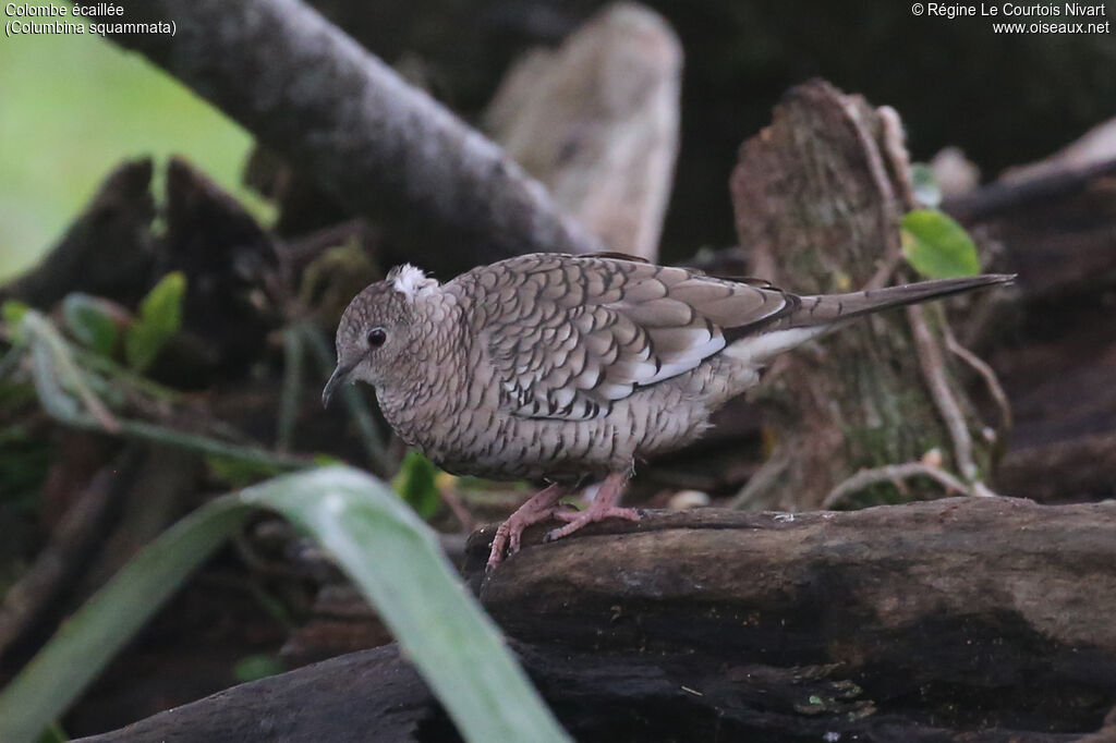 Colombe écaillée