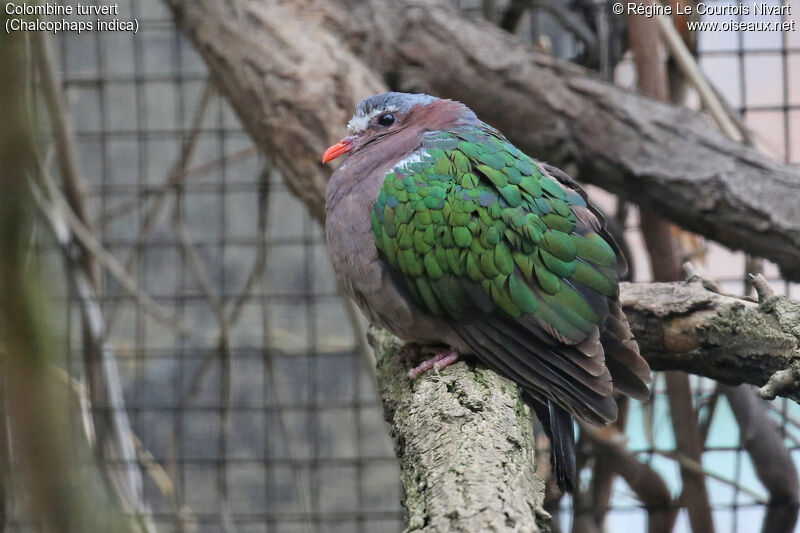 Common Emerald Dove