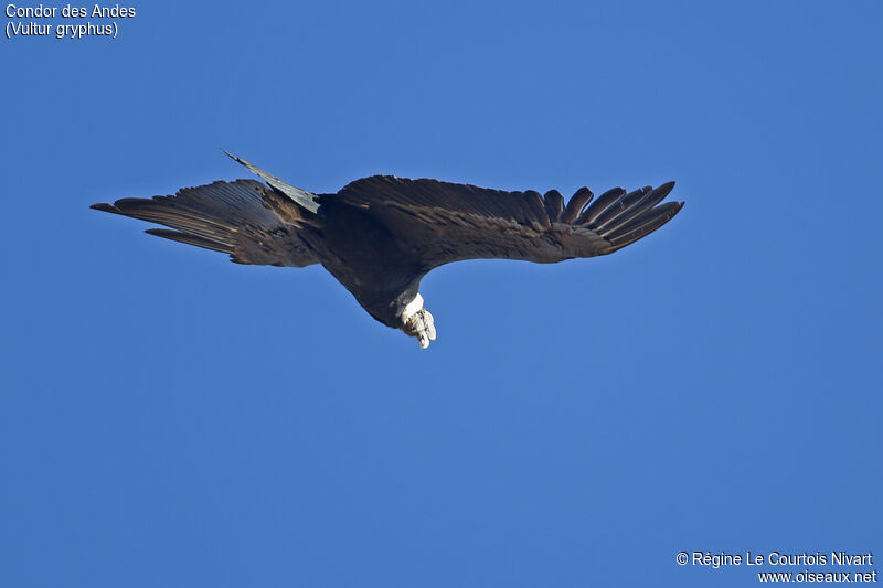 Andean Condor