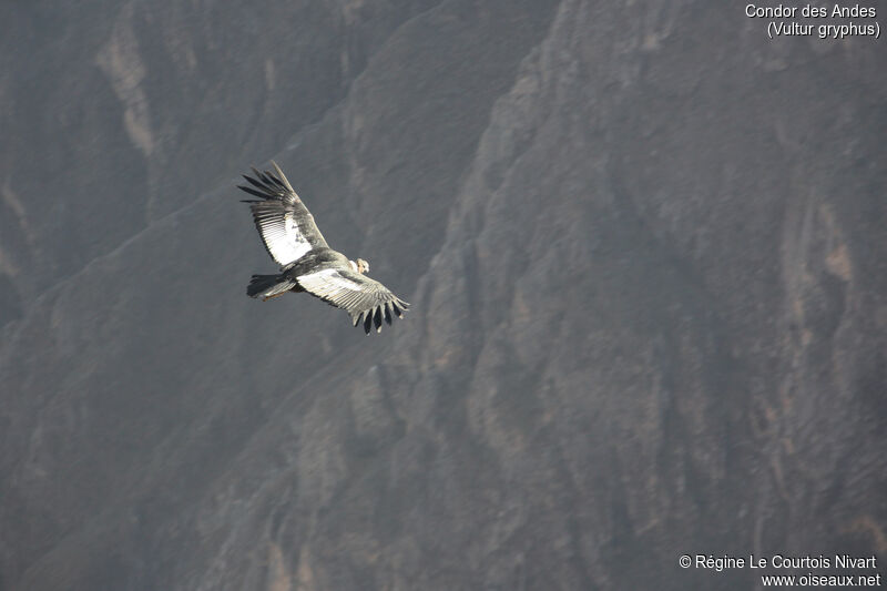 Condor des Andes