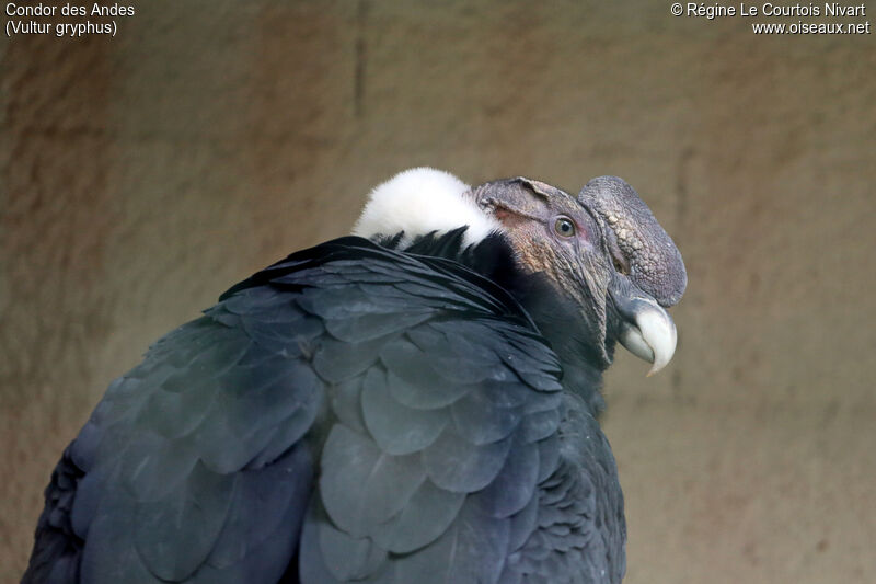 Andean Condor male adult