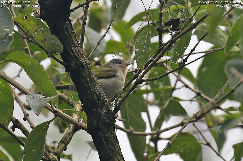 Conirostre cul-roux femelle