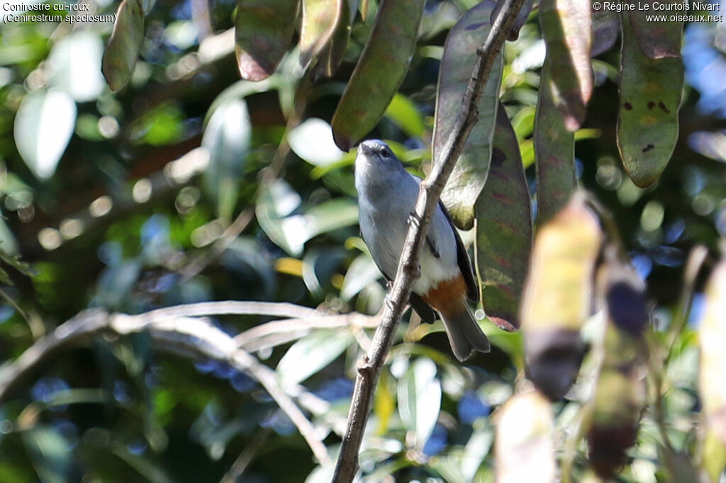 Chestnut-vented Conebill