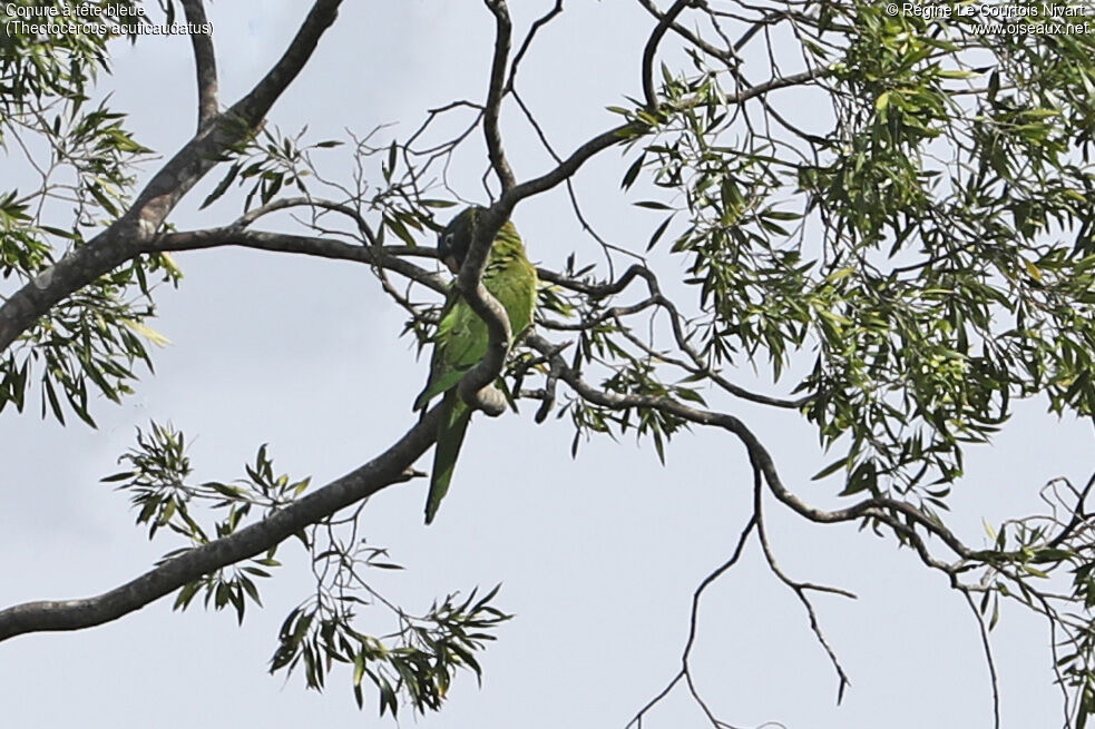 Conure à tête bleue