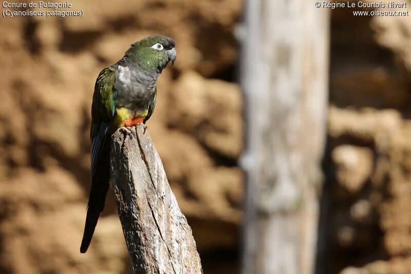 Conure de Patagonie