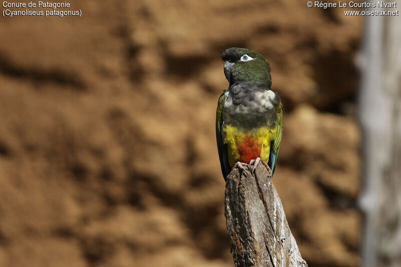 Burrowing Parrot