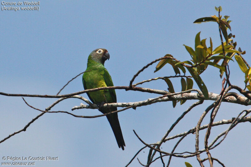 Dusky-headed Parakeet