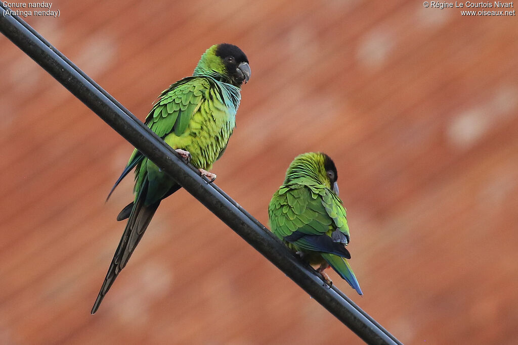 Conure nanday