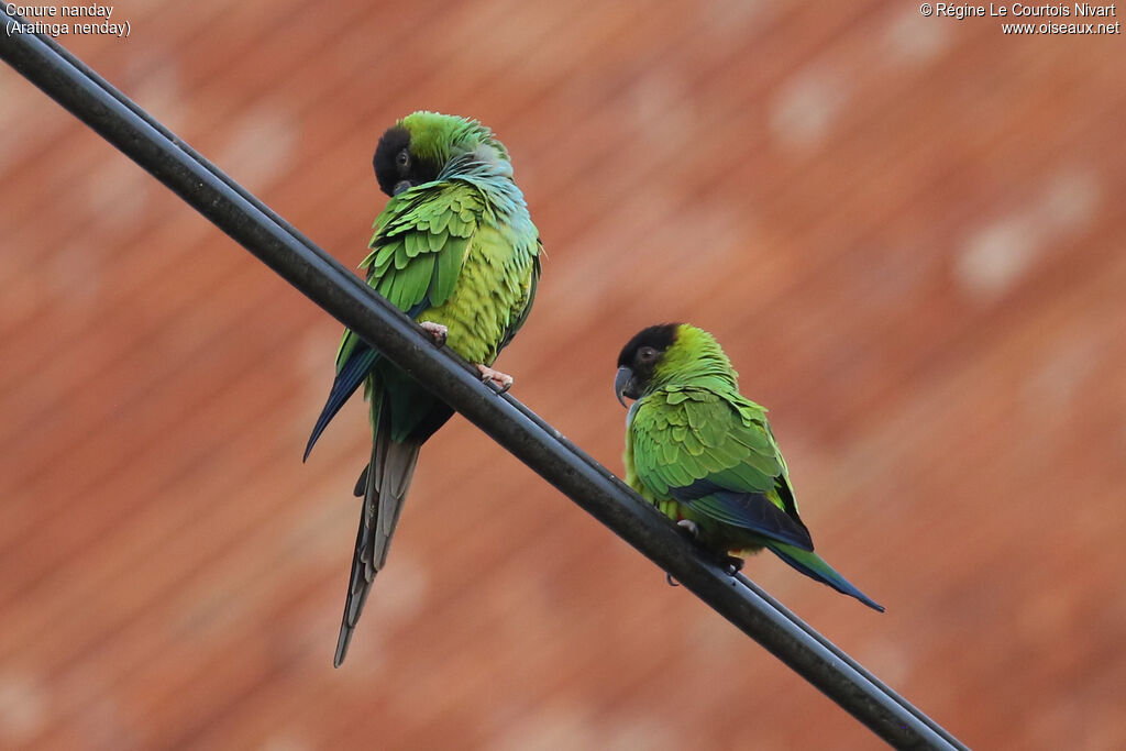 Conure nanday