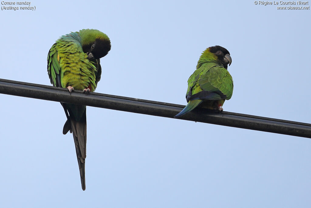 Conure nanday