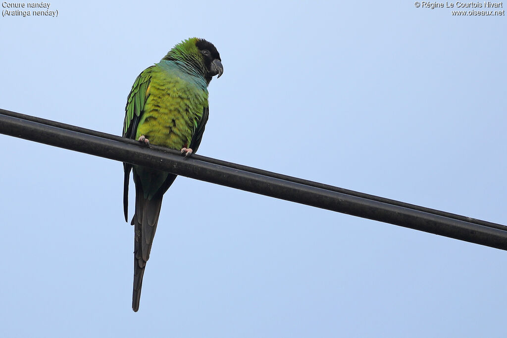 Conure nanday