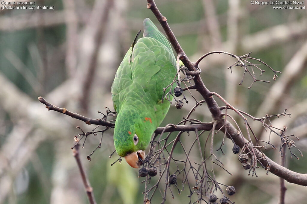 White-eyed Parakeet