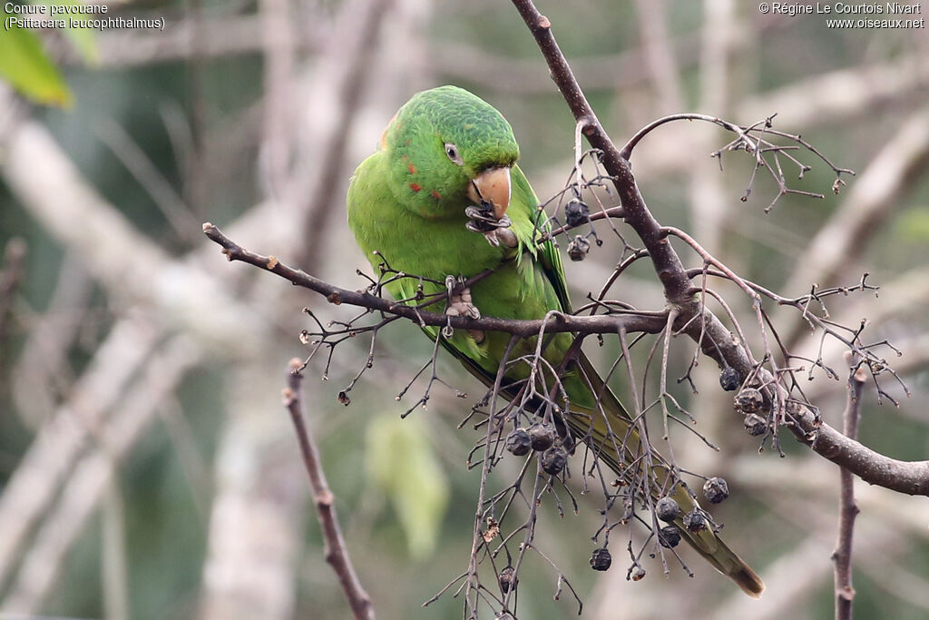 White-eyed Parakeet