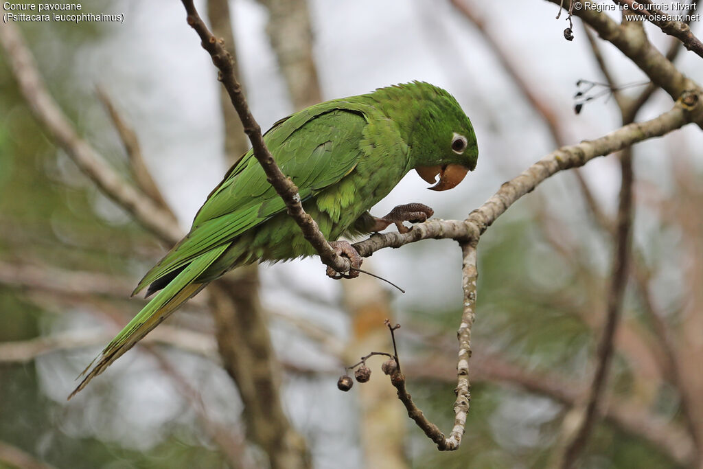 Conure pavouaneimmature