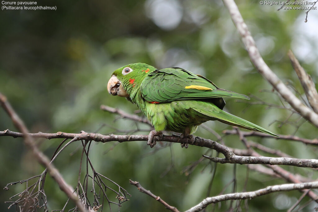 Conure pavouane