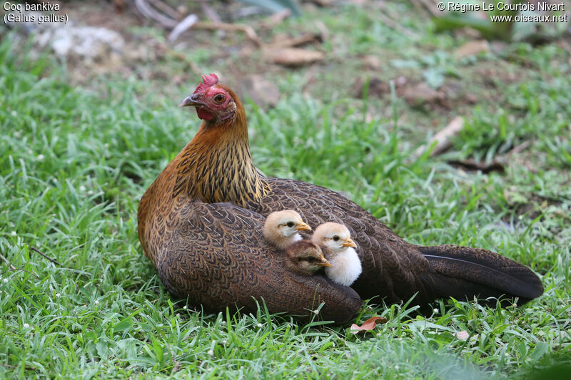 Red Junglefowl