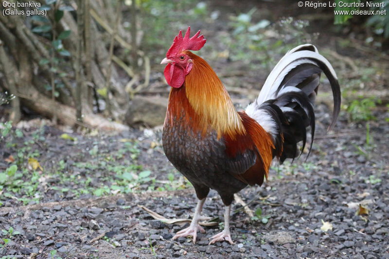 Red Junglefowl