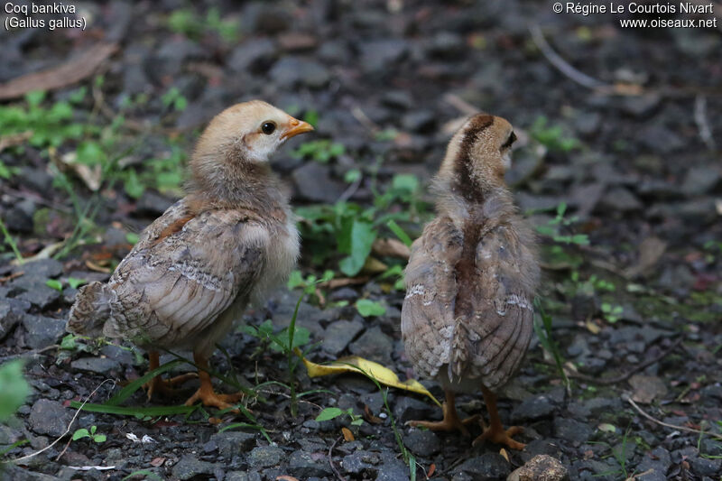 Red Junglefowl