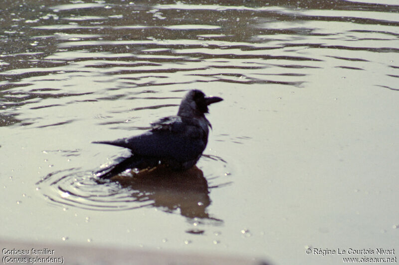 House Crow