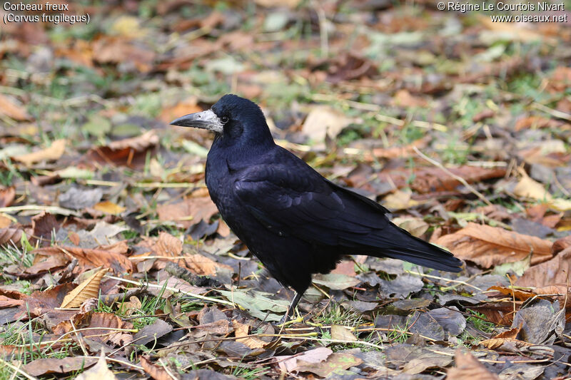 Corbeau freux