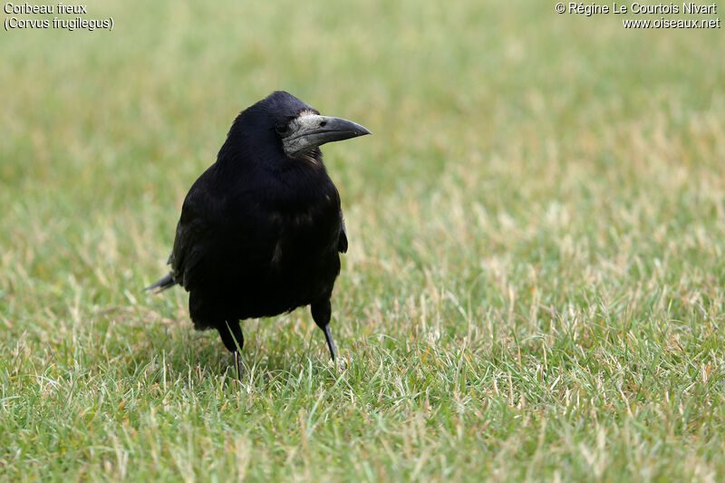 Corbeau freux