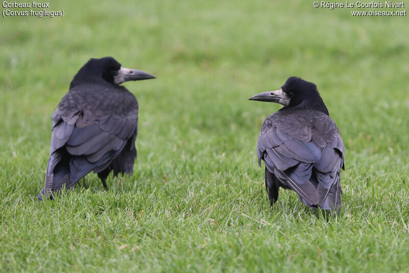 Corbeau freux