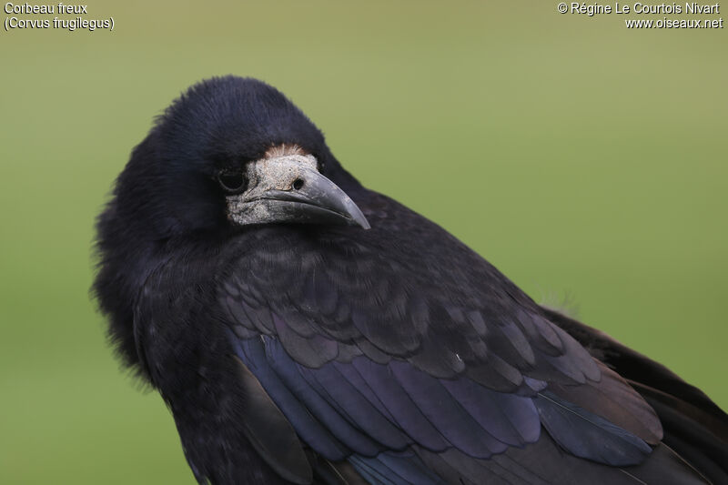 Rook, close-up portrait