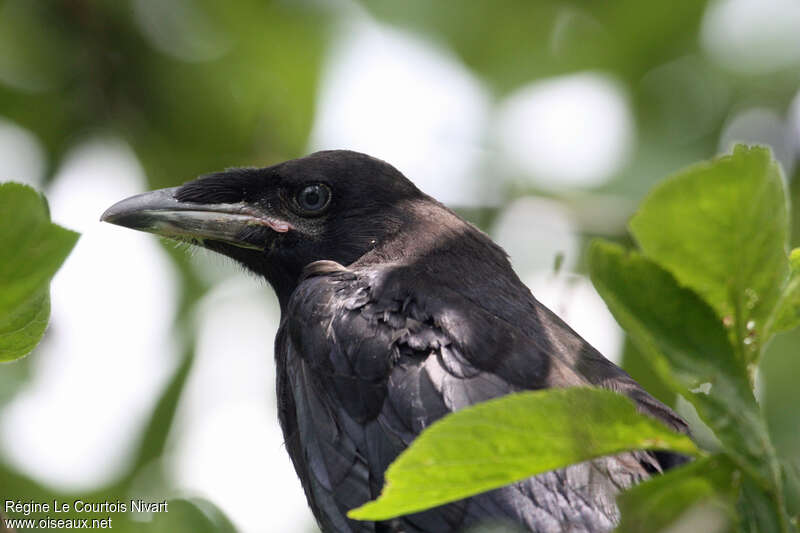 Corbeau freuxjuvénile, portrait