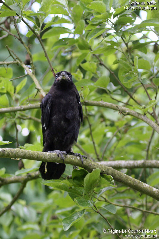 Corbeau freuxjuvénile