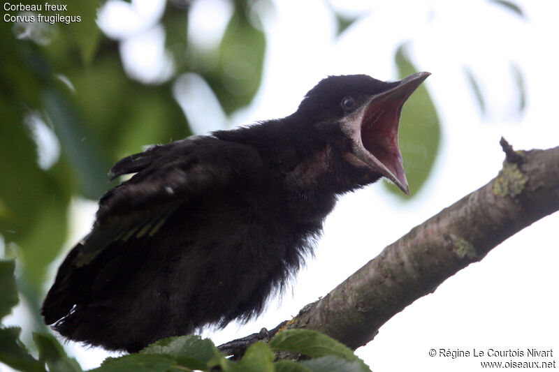 Corbeau freuxjuvénile