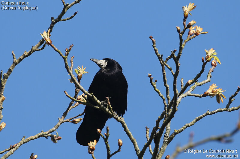 Corbeau freux