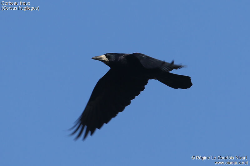 Corbeau freux, Vol