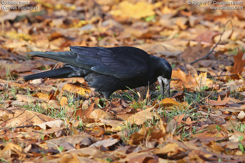 Corbeau freux