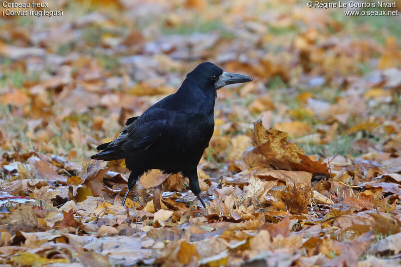 Corbeau freux