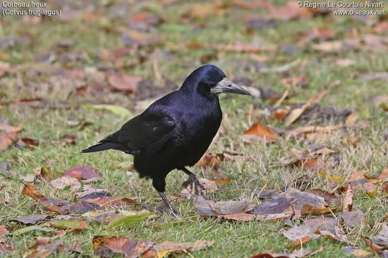 Corbeau freux