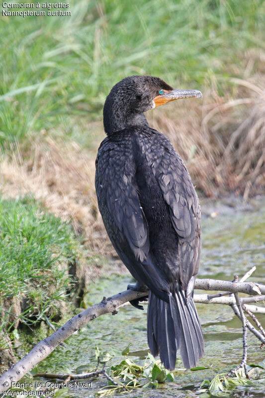 Double-crested Cormorant